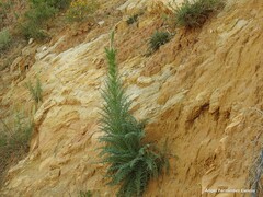 Reseda suffruticosa