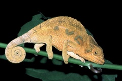 Furcifer pardalis