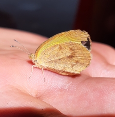 Eurema