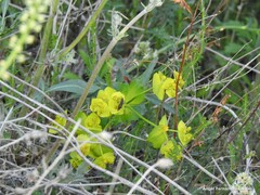 Dicranocephalus agilis