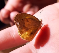 Eurema