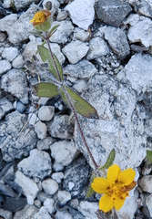 Sclerocarpus uniserialis
