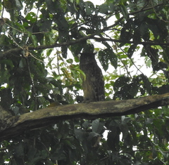 Ketupa zeylonensis