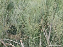 Ephedra fragilis