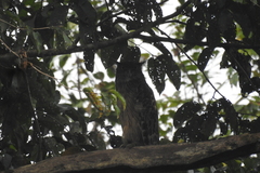 Ketupa zeylonensis