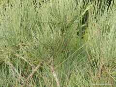 Ephedra fragilis