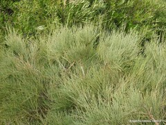 Ephedra fragilis