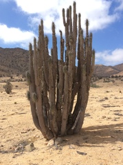 Eulychnia breviflora