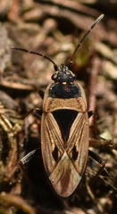 Xanthochilus quadratus