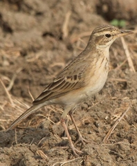 Anthus rufulus