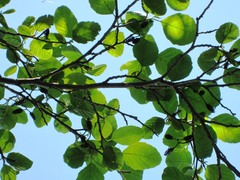 Alnus rhombifolia