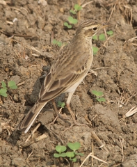 Anthus rufulus