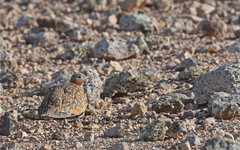 Pterocles orientalis