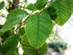 Alnus rhombifolia