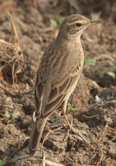 Anthus rufulus