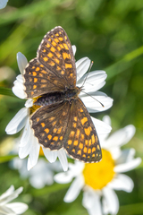 Melitaea britomartis