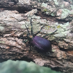 Metallonotus aerugineus