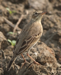 Anthus rufulus