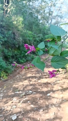 Salvia iodantha