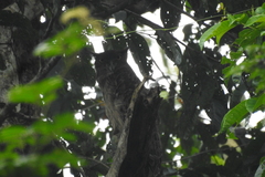 Ketupa zeylonensis