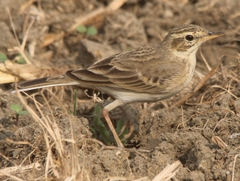 Anthus rufulus