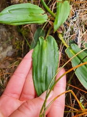 Celmisia cordatifolia