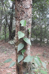 Piperales