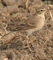 Anthus rufulus