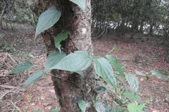 Piperales