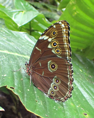 Morpho achilles