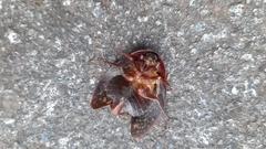 Homoeogamia mexicana