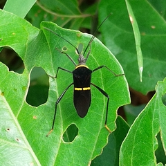 Phthia lunata