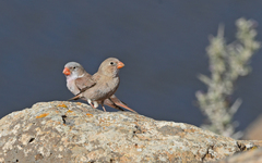 Bucanetes githagineus