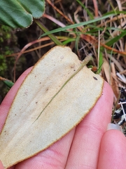 Celmisia cordatifolia