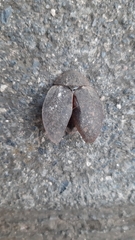 Homoeogamia mexicana