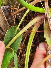 Celmisia cordatifolia