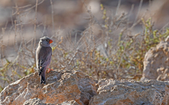 Bucanetes githagineus