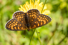 Melitaea britomartis