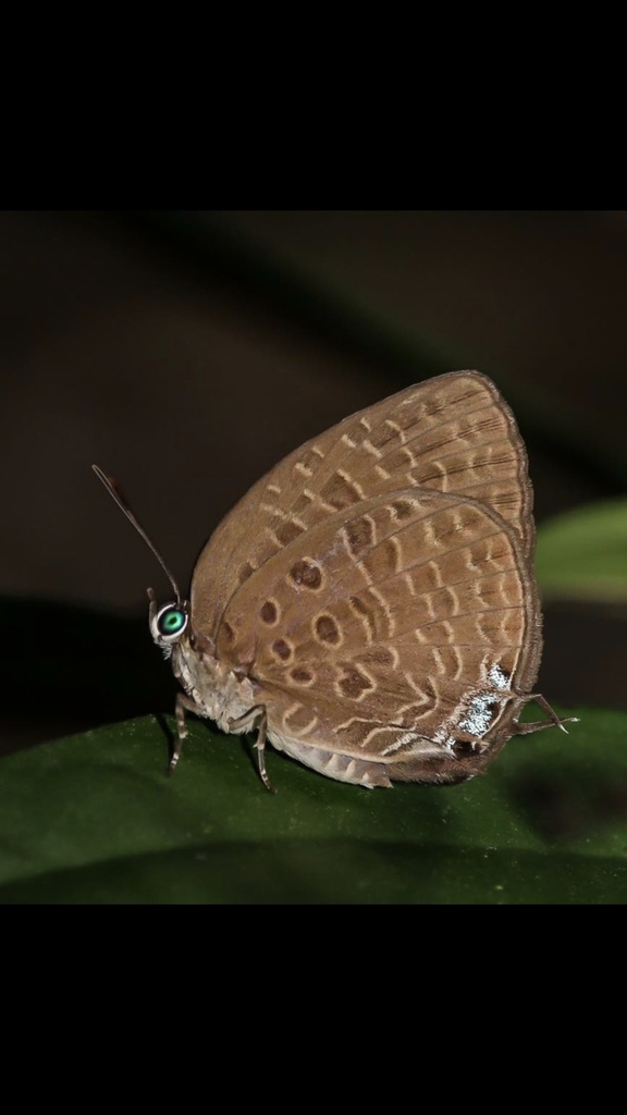 Raffles's oakblue