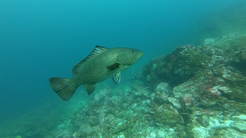 Colorado grouper (Mycteroperca olfax) — Serranidae — 5
