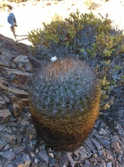 Eriosyce rodentiophila