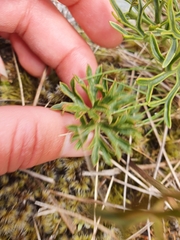 Ranunculus verticillatus