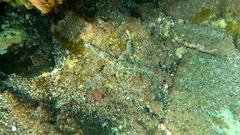 Coscinasterias tenuispina
