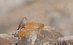 Bucanetes githagineus