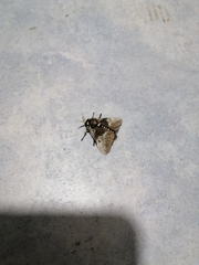 Megalopyge albicollis