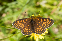 Melitaea britomartis