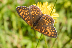 Melitaea britomartis
