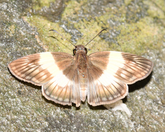 Potamanaxas effusa
