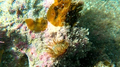 Anemonia sargassensis