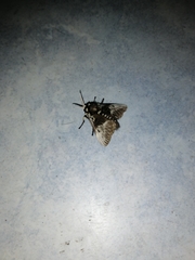 Megalopyge albicollis